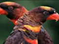 Spiel Orangefarbenes Papageien-Puzzle  Online