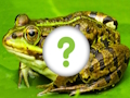 Spiel Tierhaut  Online