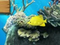 Spiel Großer Fisch isst klein  Online