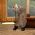 Ratten Milton  online
